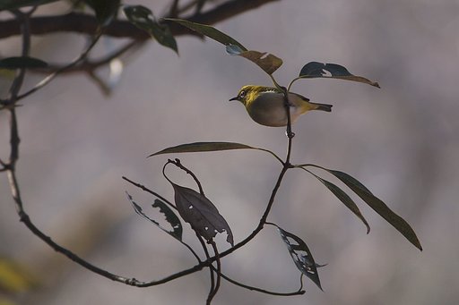 ループブランチの遊び