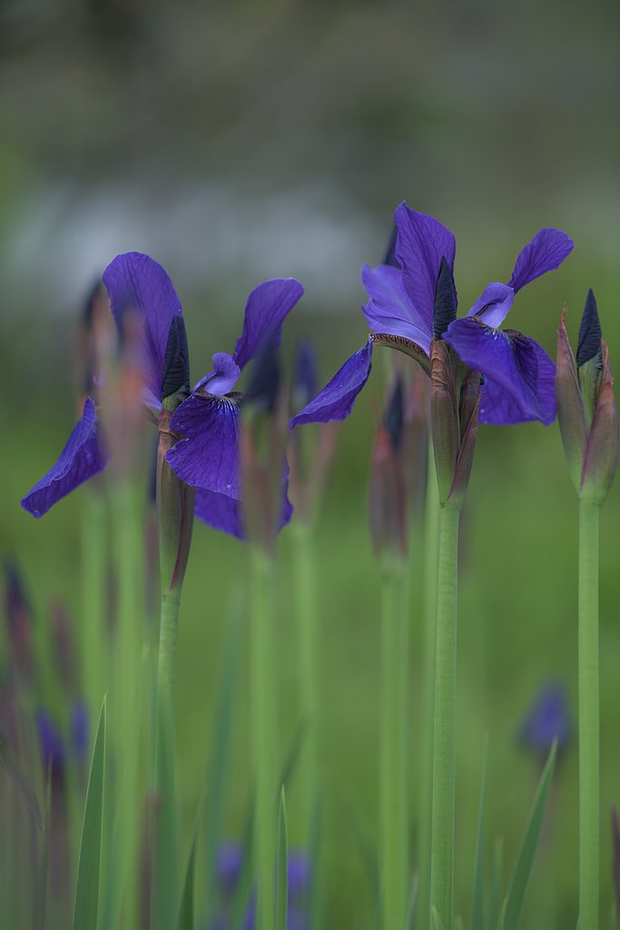 Contax645　Apo-Makro-Planar T＊120mmF4