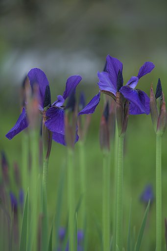 Contax645　Apo-Makro-Planar T＊120mmF4