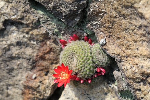 サボテンの花