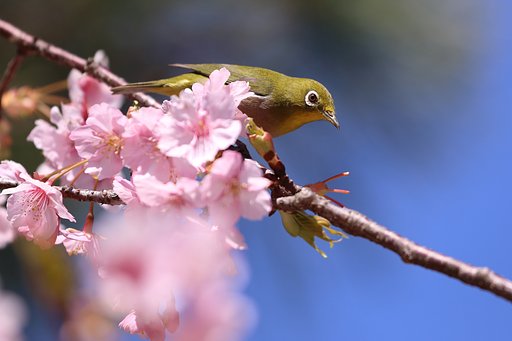 メジロ健在