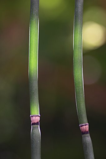 Tamron 90mm f2.8 macro 172E