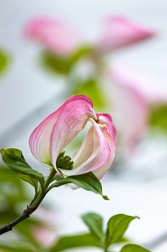 EF180mm f/3.5L Macro USM