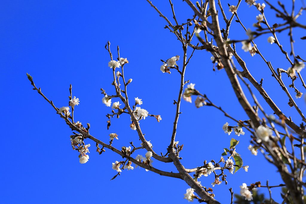 冬桜
