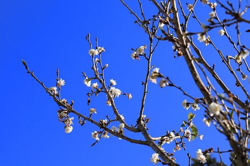 冬桜