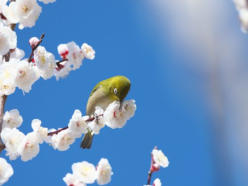 梅ジロ2