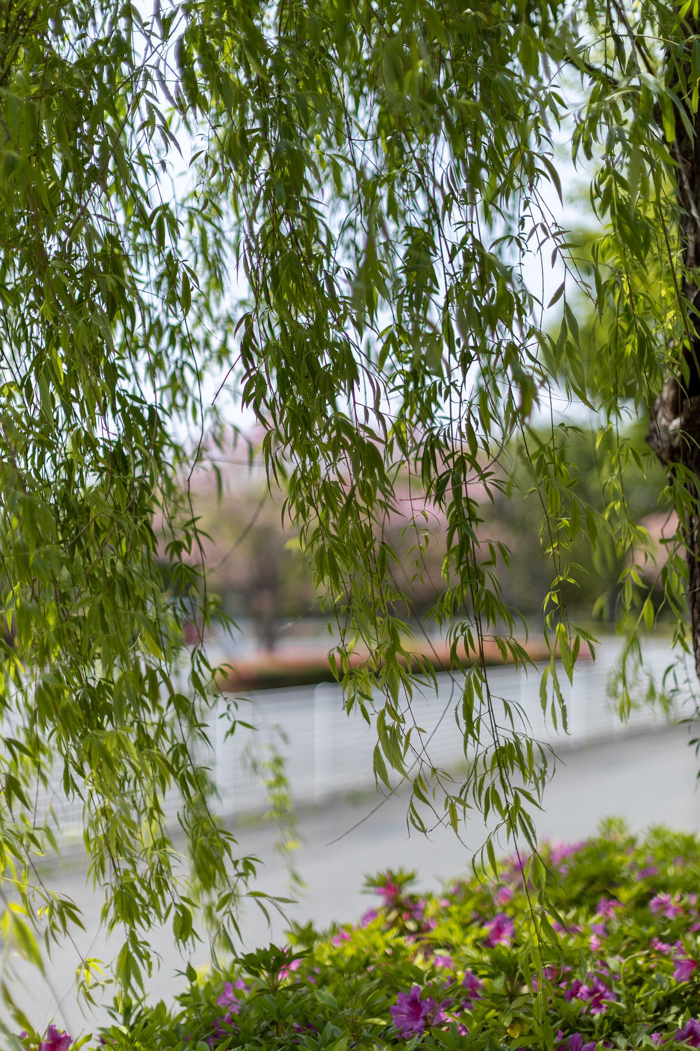 EF50mm f/1.2L USM