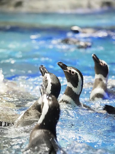 シンケロナイズド・ペンギンズ