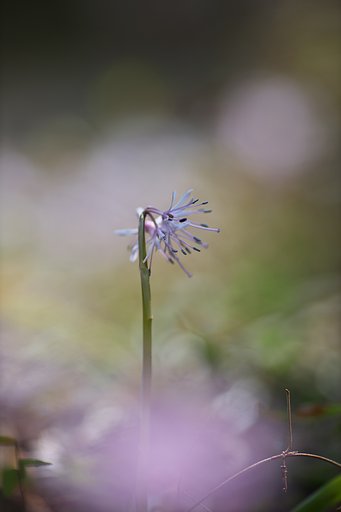EF135mm F2L 