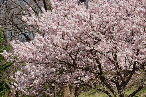 早咲き桜　２