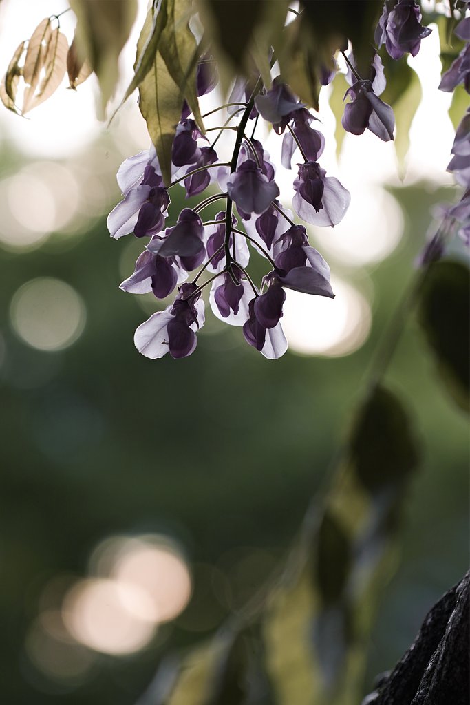 CONTAX　AMP120mmF4