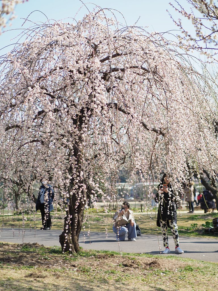 垂れ降り注ぐ
