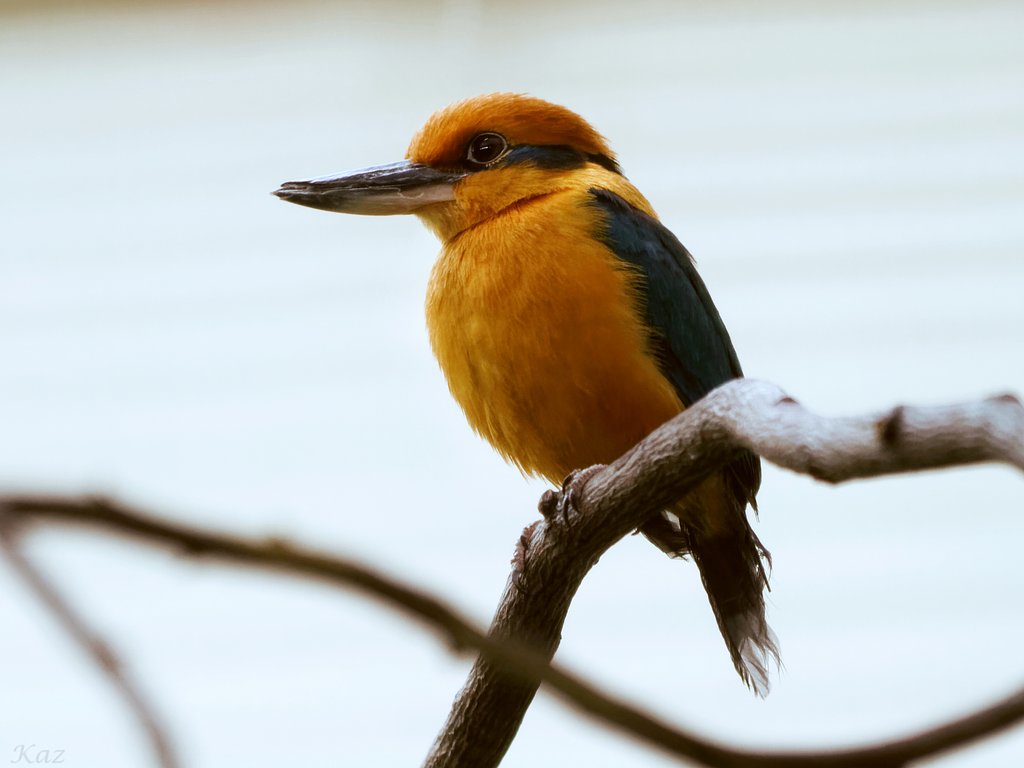 Micronesian Kingfisher