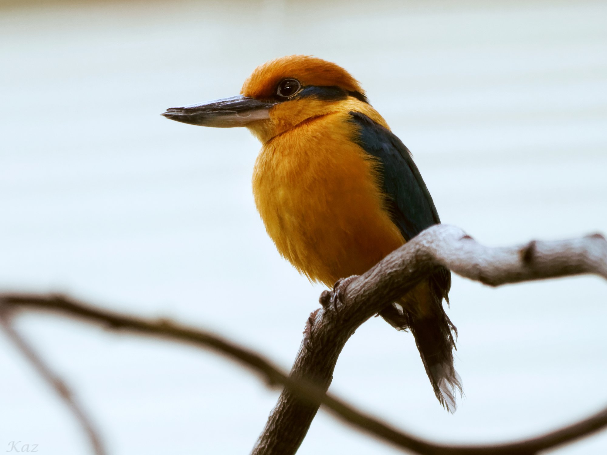 Micronesian Kingfisher