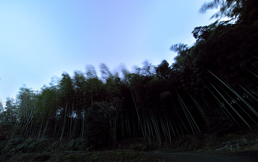 竹林にて２