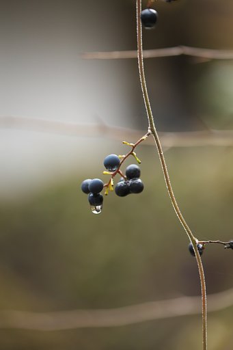 雫