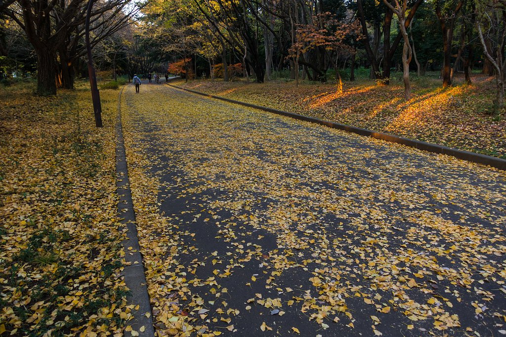 銀杏の小径