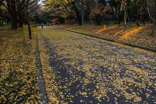 銀杏の小径