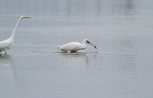 ヘラサギ