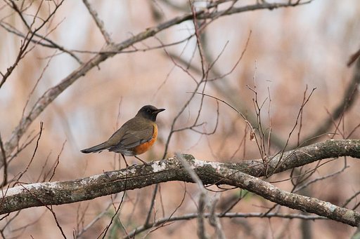 冬の日の肖像（アカハラ編）