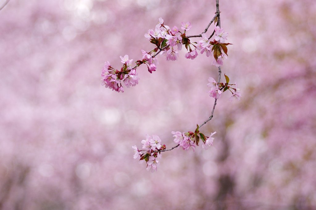 北国の桜