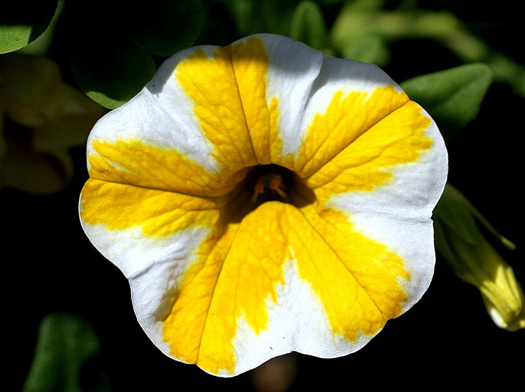 カリプララコァの花UP