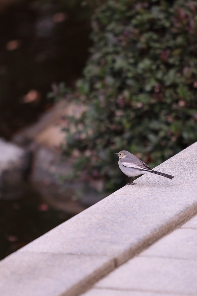 縮景園探鳥
