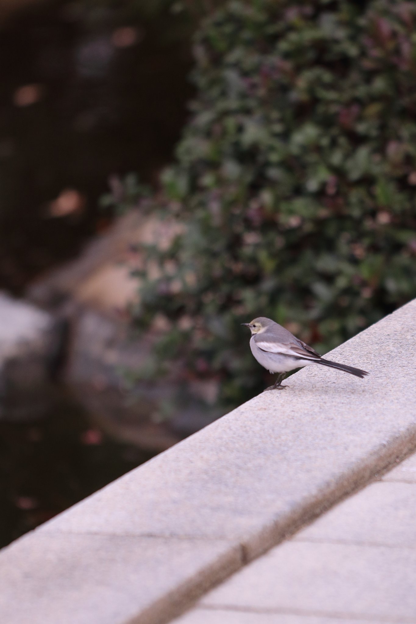 縮景園探鳥
