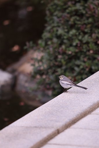 縮景園探鳥