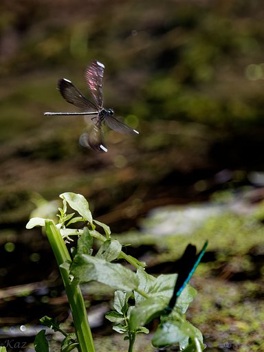 Female Ebony Jewelwing 2