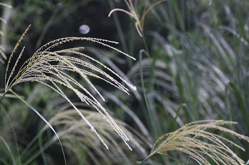 Tamron 90mm f2.8 macro 172E