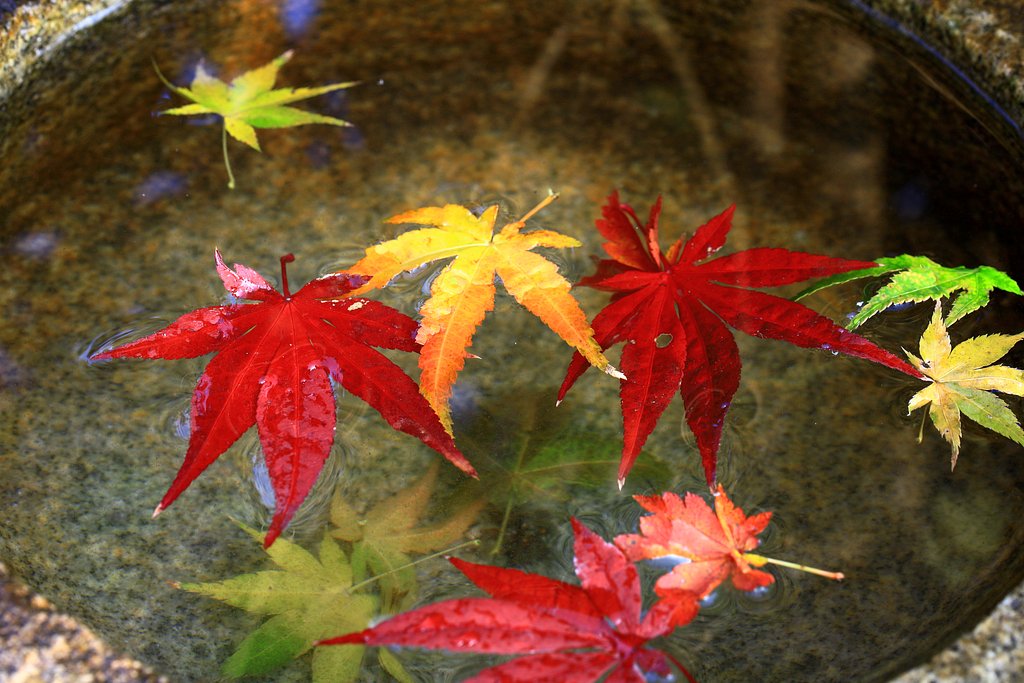 紅葉三昧