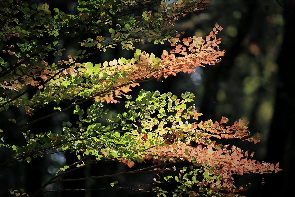 里山の彩り