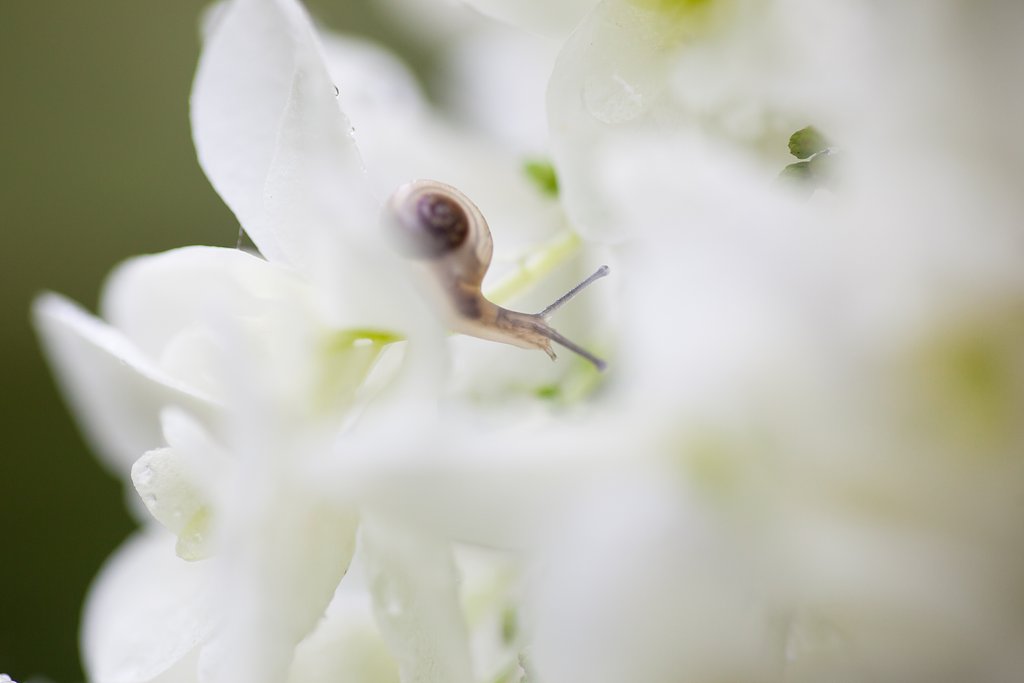 SP AF 90mm F/2.8 MACRO1:1