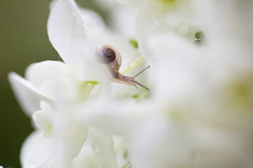 SP AF 90mm F/2.8 MACRO1:1
