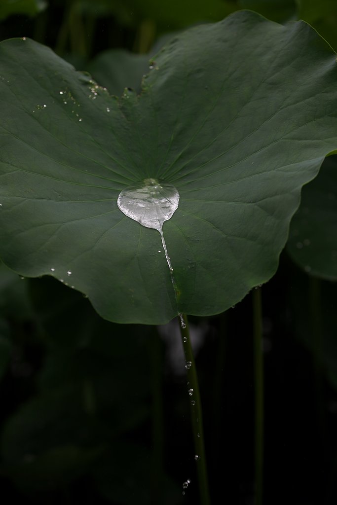 蓮池にて
