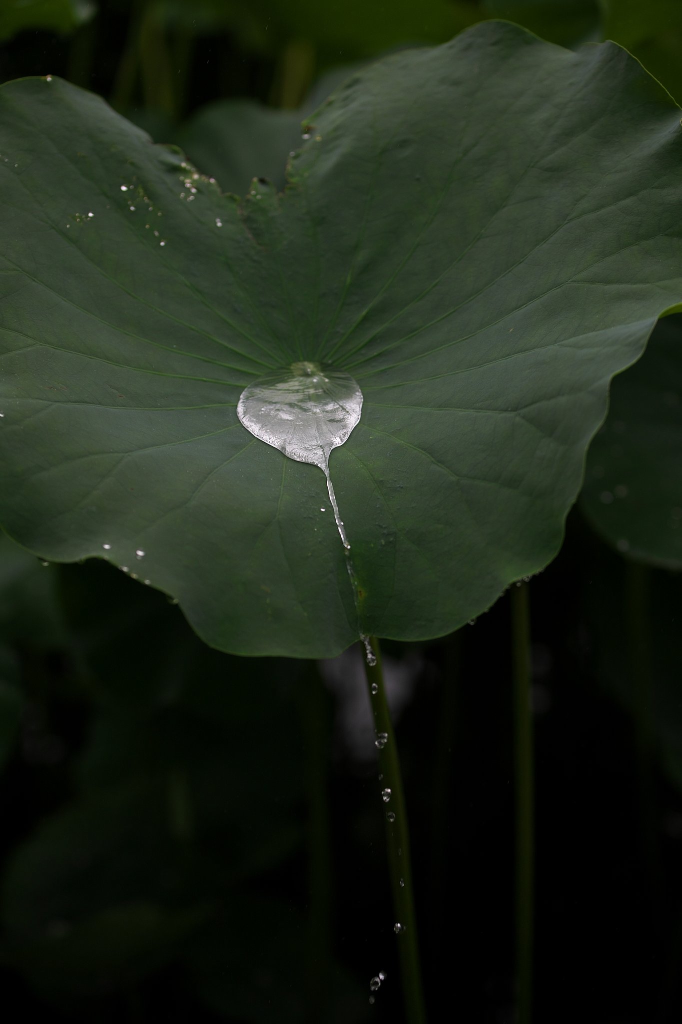 蓮池にて