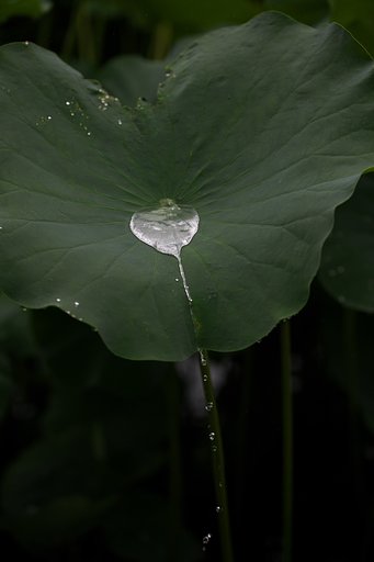 蓮池にて
