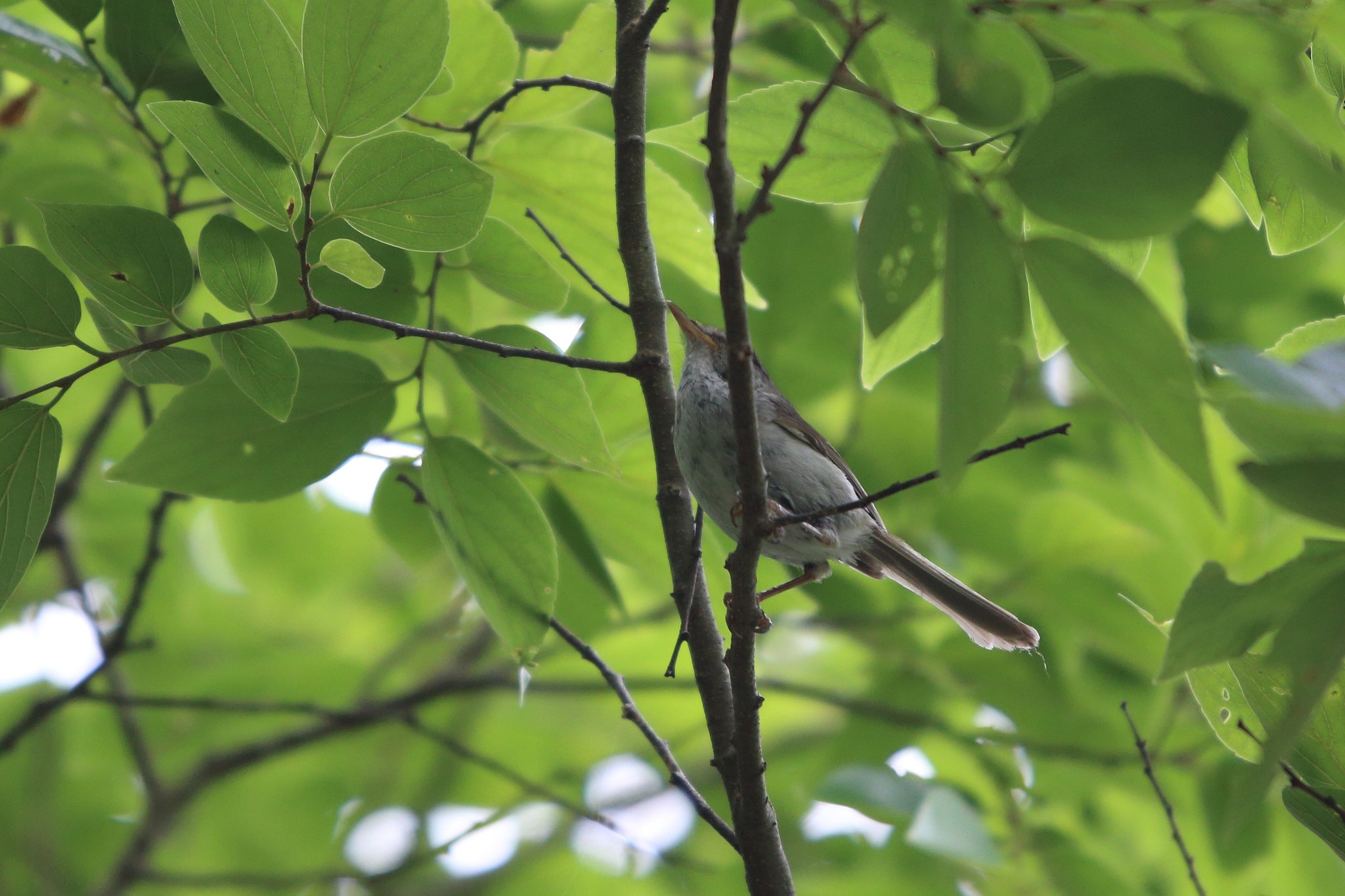 ウグイス　in 大野自然観察の森公園