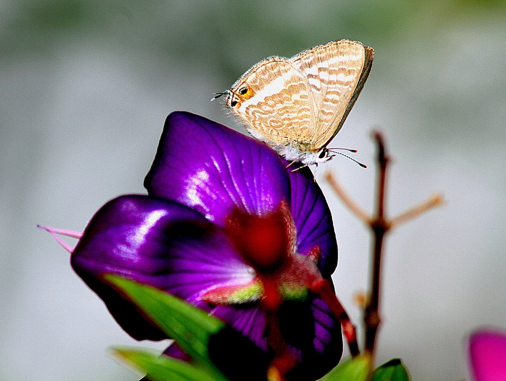 好みの花に蝶が
