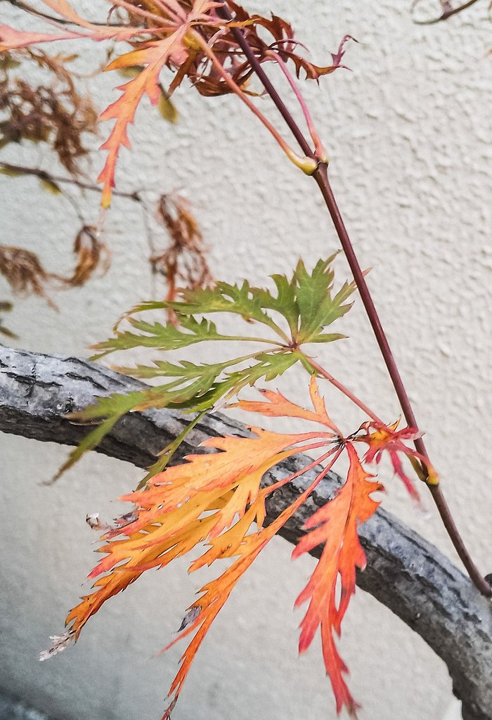 【冬が来る前に】枯葉モミジ