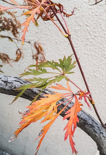 【冬が来る前に】枯葉モミジ