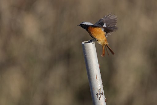 糞跡の分析（ジョウビタキ）