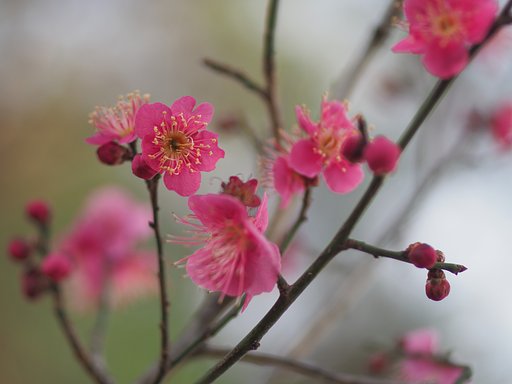 紅梅鮮やかに