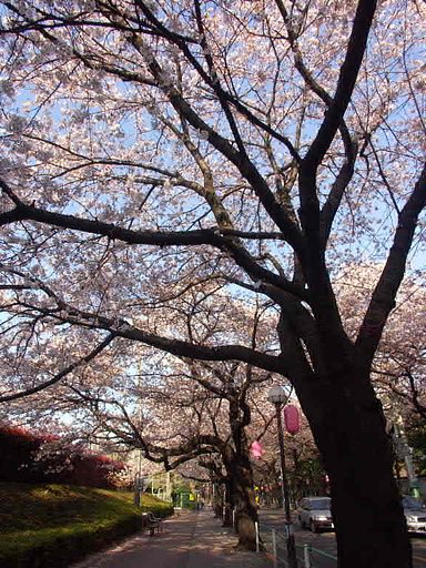 府中の桜並木（ワイコン装着テスト）