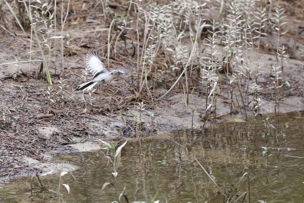 ハクセキレイの若鳥