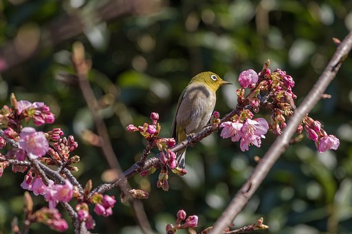 河津桜とメジロ