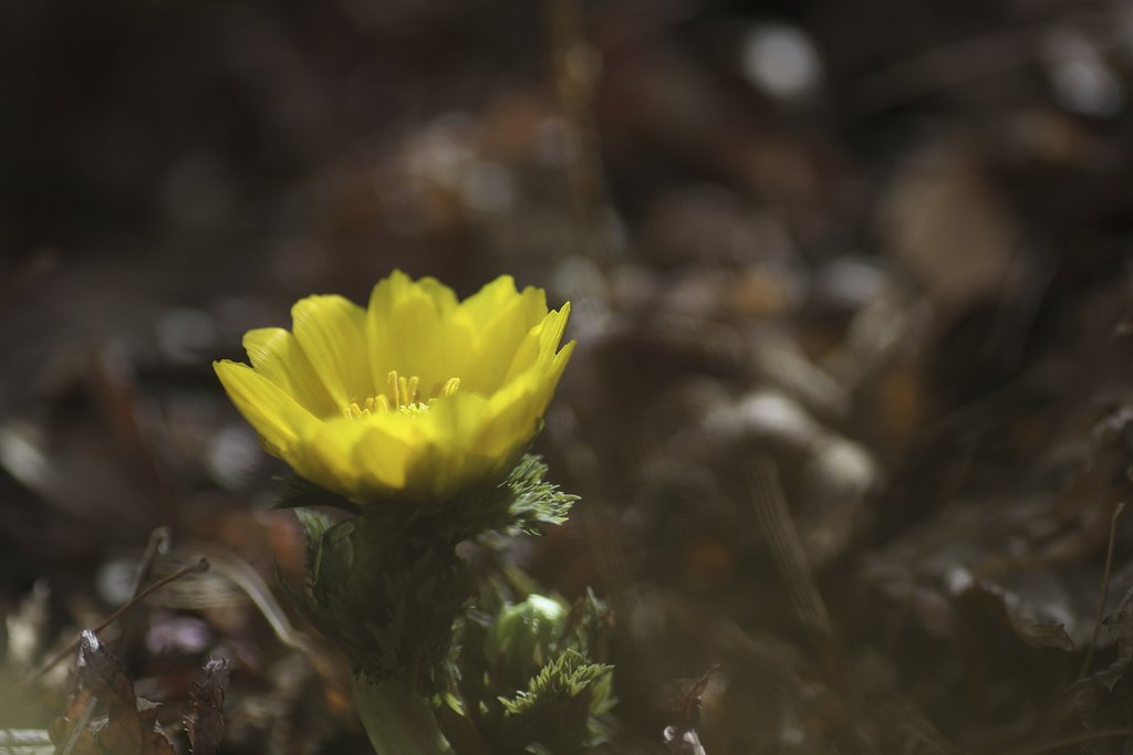 Tamron 90mm f2.8 macro 172E