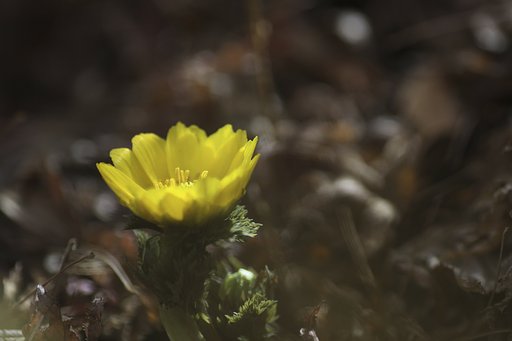 Tamron 90mm f2.8 macro 172E