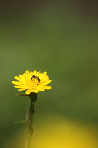 Tamron 90mm f2.8 macro 172E